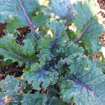 red russian kale seeds