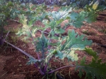 red russian kale seeds
