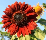 red velvet sunflower seeds