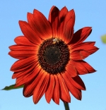 red velvet sunflower seeds