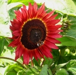 red velvet sunflower seeds