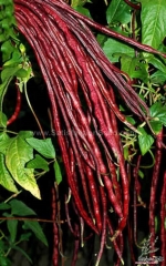 red yard long bean seeds