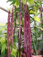 red yard long bean seeds