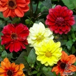 redskin dahlia seeds
