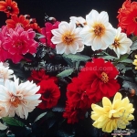 redskin dahlia seeds