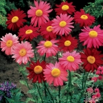 robinsons giants pyrethrum aster seeds