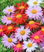 robinsons giants pyrethrum aster seeds
