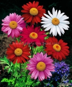 robinsons giants pyrethrum aster seeds