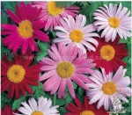 robinsons giants pyrethrum aster seeds