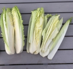rocket chinese cabbage seeds