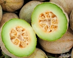 rocky ford melon seeds
