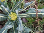 romanesco broccoli seeds