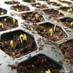 romanesco broccoli seeds