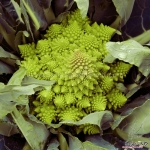 romanesco broccoli seeds