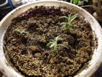 rosemary seeds