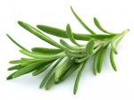 rosemary seeds