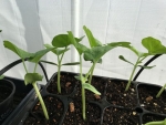 round gourd seeds