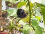 round japanese eggplant seeds