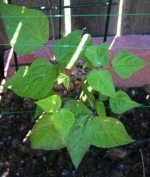 royal burgundy bush bean seeds
