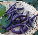 royal burgundy bush bean seeds