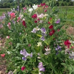 royal family mix sweet pea seeds
