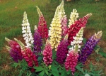 russell mix lupine seeds