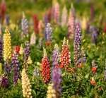 russell mix lupine seeds