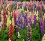 russell mix lupine seeds