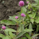 salmon gomphrena seeds
