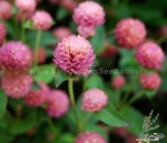 salmon gomphrena seeds