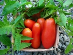 san mazano tomato seeds