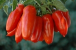 san mazano tomato seeds