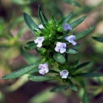 savory summer seeds