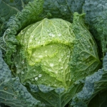 savoy perfection cabbage seeds