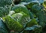 savoy perfection cabbage seeds