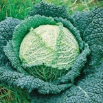savoy perfection cabbage seeds