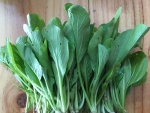 sawi green cantonese choy sum cabbage seeds