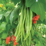 scarlet bean seeds