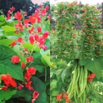 scarlet bean seeds