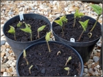 scarlet bean seeds