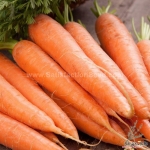scarlet nantes carrot seeds