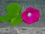 scarlet ohara morning glory seeds