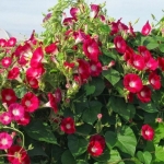 scarlet ohara morning glory seeds