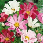 seashell mix cosmos seeds