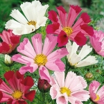 seashell mix cosmos seeds