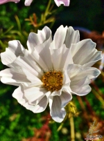 seashell mix cosmos seeds