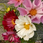 seashell mix cosmos seeds