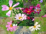 seashell mix cosmos seeds