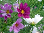 seashell mix cosmos seeds
