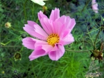 seashell mix cosmos seeds
